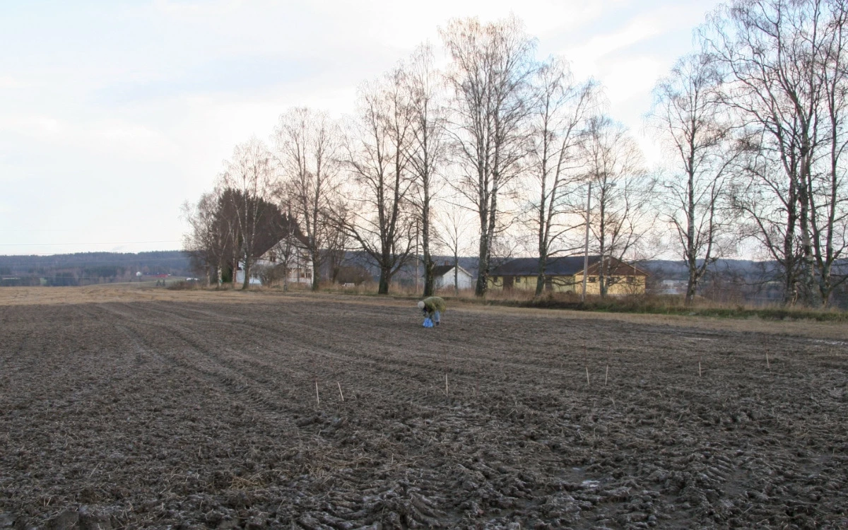 1 planting